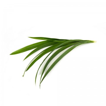 Pandan Leaf 香兰叶 (100g/pkt)