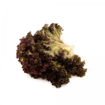 Red Coral Lettuce 红生菜 (300g/pkt)