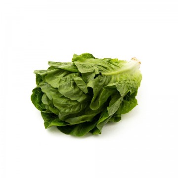 Romaine Lettuce  罗马生菜 (400-500g/pcs)
